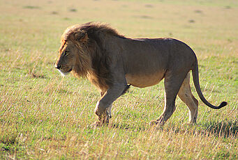 Männlicher Löwe in Tansania