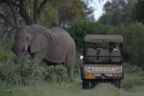 Botswana, Highlight Camping Safari, Camping, Mobile Camp, Moremi, Jeep, Elefant