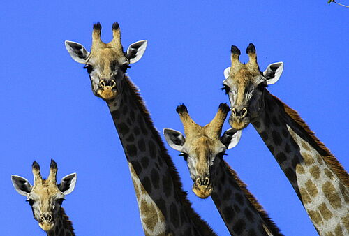 Vier neugierige Giraffen in Botswana