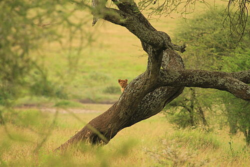 Löwenjunges auf einem Baum im Lake Manyara Nationalpark in Tansania