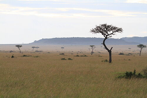 Masai Mara, Flugsafari, Safari, Kenia, Landschaft, Bäume
