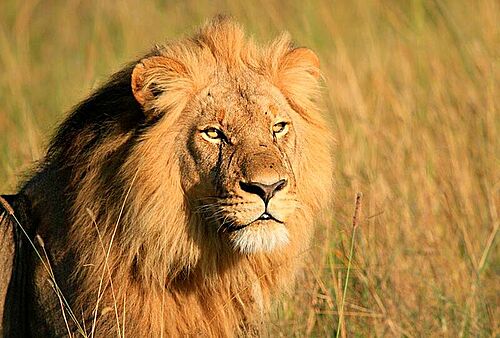 Nahaufnahme eines majestätischen Löwens in Botswana