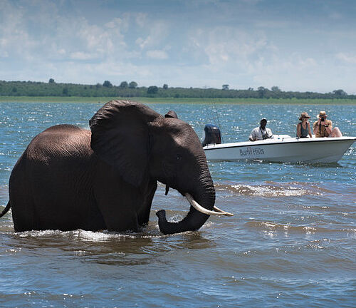 Elefant im Lake Kariba