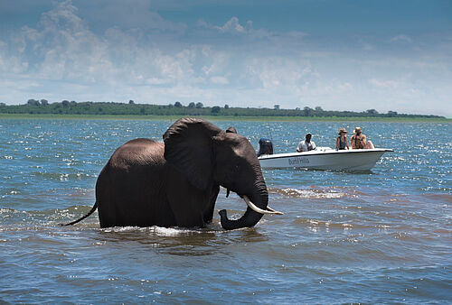 Elefant im Lake Kariba