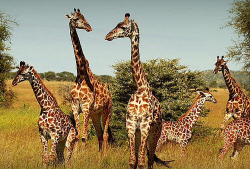 Eine Gruppe Giraffen