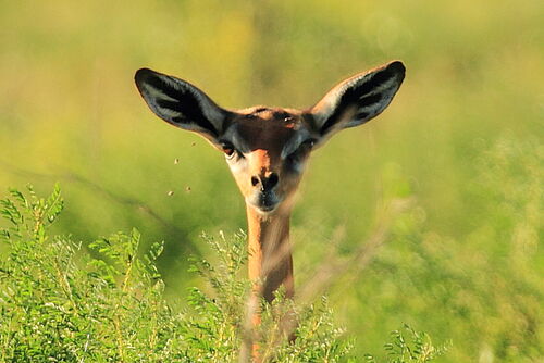 Antilope in Kenia