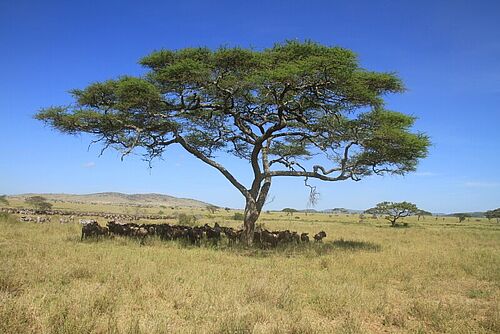 Tiere unter Baum in Tansania