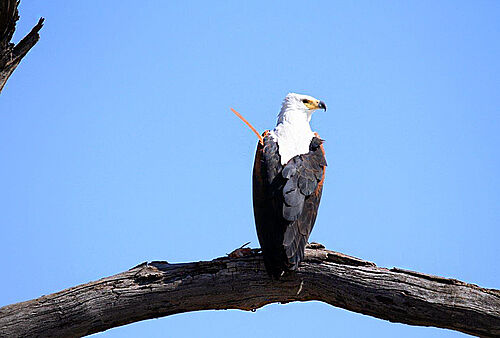 Adler in Botswana