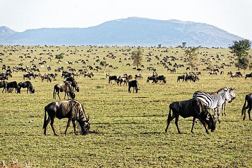 Gnu Migration in der Serengeti in Tansania