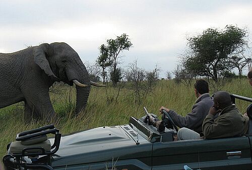 Menschen sehen aus einem Jeep zu einem Elefanten, der nah bei ihnen steht