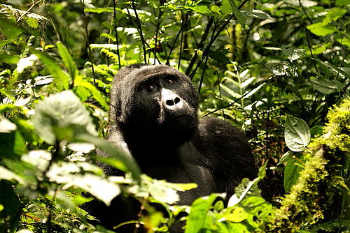 Gorilla im Bwindi Impenetrable Nationalpark