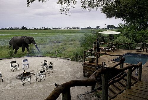 Elefant wandert am Tubu Tree Camp im Okavango Delta vorbei
