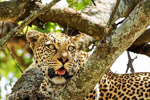 Leopard in der Serengeti in Tansania