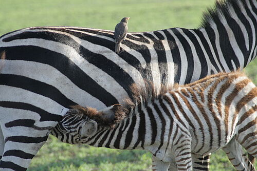 Zebras im Tarangire Nationalpark in Tansania