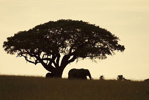 African Dream Safari, Safari, Kenia, Tsavo Nationalpark, Tsavo West, Landschaft, Baum, Elefant