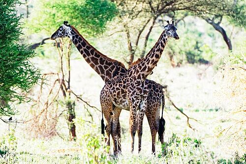 Giraffen im Tarangire Nationalpark in Tansania
