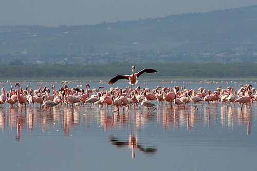 Rosa Flamingos auf dem Wasser