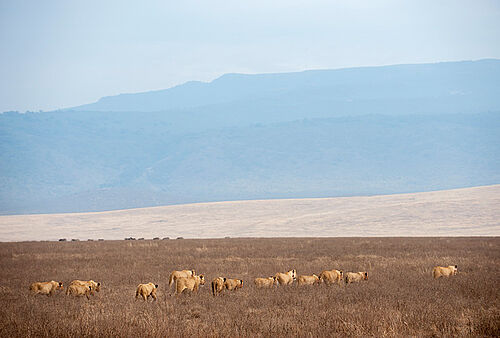 Entamanu Ngorongoro Camp in Ngorongoro