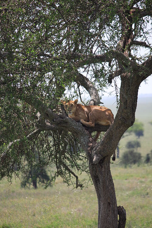 Löwe liegt auf einem Baum in Tansania