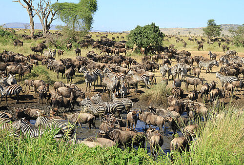 Ostafrika, Safari, Gruppenreise, Tansania, Serengeti, Gnus, Zebras, Herden