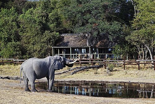 Ein Elefant am Wasserloch vor der Savute Safari Lodge in Botswana