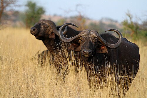 African Dream Safari, Safari, Kenia, Lake Nakuru, Büffel