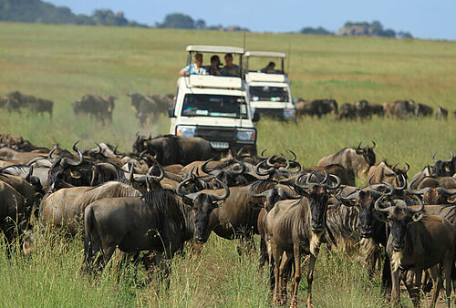 Zwei Safari-Fahrzeuge umgeben von Gnus bei der großen Migration in Tansania