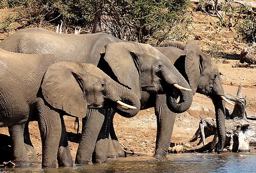 Botswana, Safari, Camp, Mobile Camping, Chobe, Elefanten