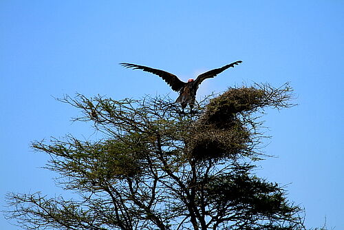 Vogelwelt in Tansania