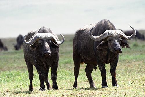 Büffel im Ngorongoro Krater in Tansania