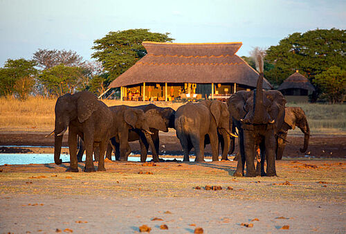 Eine Herde Elefanten an einem Wasserloch vor der Unterkunft "Camp Hwange"