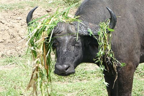 Büffel in Uganda