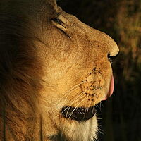Löwe in Botswana