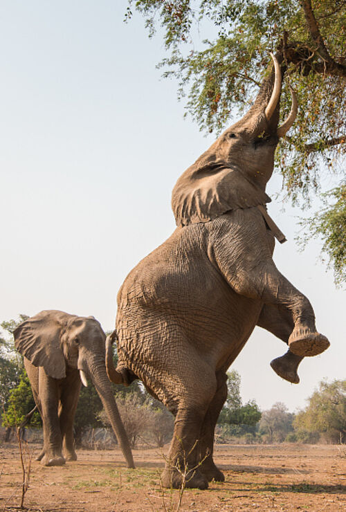 elefant on rear legs in mana pools nationalpark