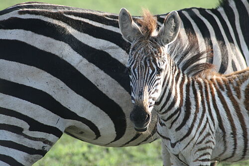 Flugsafari, Safari, Upekee, Tansania, Selous, Zebras