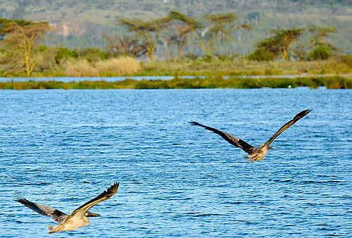 Safari Aktivitäten im Lake Elementeita Serena Camp in Kenia