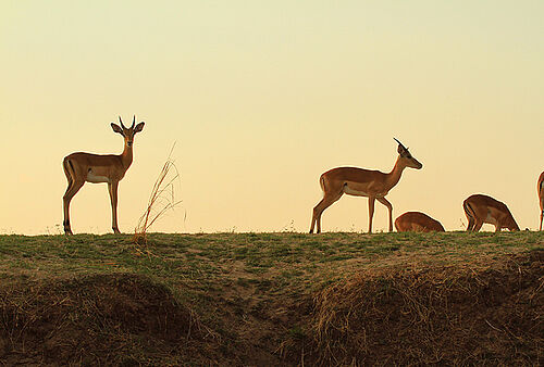 Antilopen in warmen Licht des Sonnenaufgangs