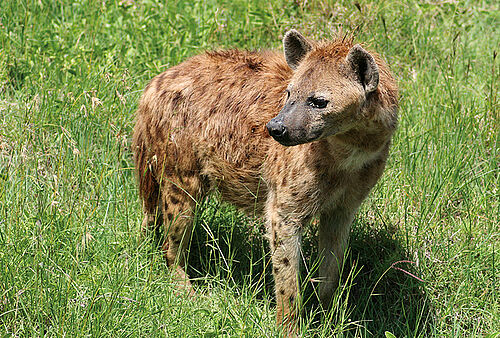 Eine Hyene steht im Gras