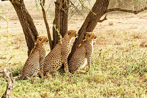 Geparden in in Ndutu in der Serengeti in Tansania