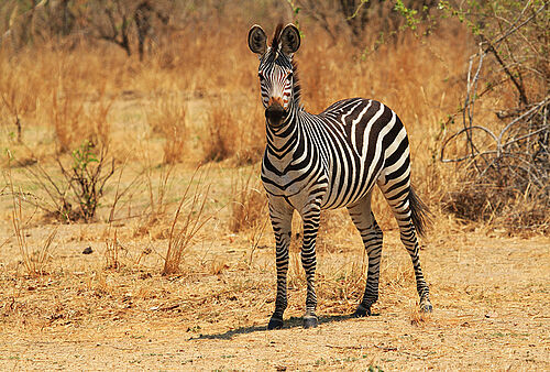 Ein Zebra im afrikanischen Busch