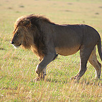 Männlicher Löwe in Tansania