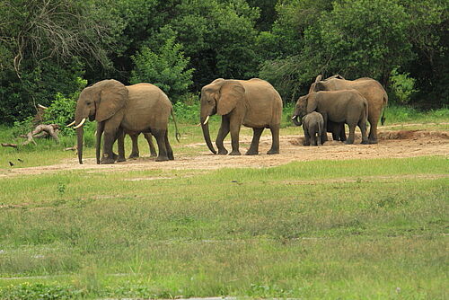 Elefanten in Uganda