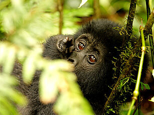 Gorilla Baby in Uganda