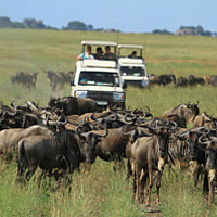 Safari-Fahrzeug zwischen den Gnuherden der Großen Migration in Tansania