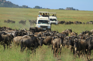 Safari-Fahrzeug zwischen den Gnuherden der Großen Migration in Tansania