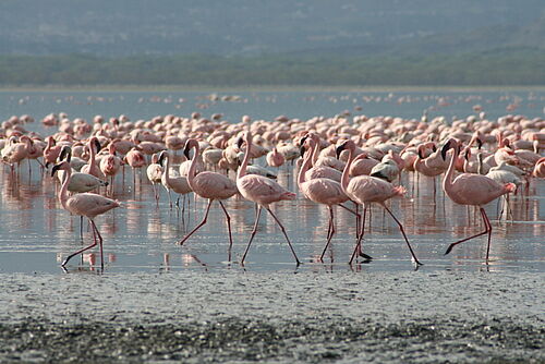 African Dream Safari, Safari, Kenia, Lake Nakuru, Vögel, Flamingos