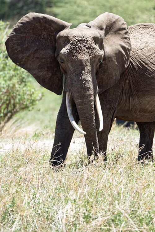Elefant im Tarangire Nationalpark in Tansania