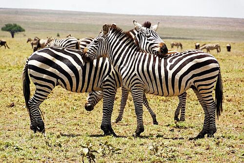 Zebras in der Serengeti in Tansania