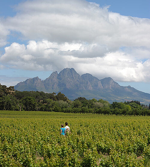 Winelands in Südafrika