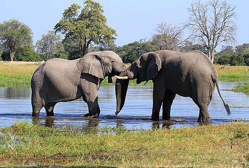 Elefanten in Botswana